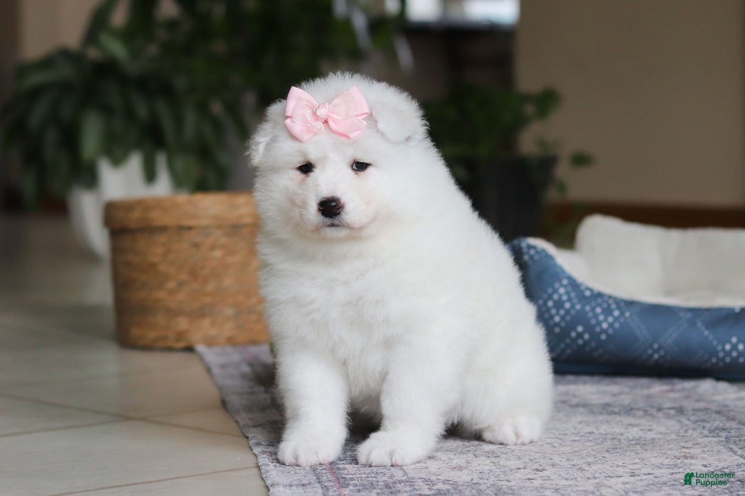 Samoyed dogs for sale: June - Ad 1