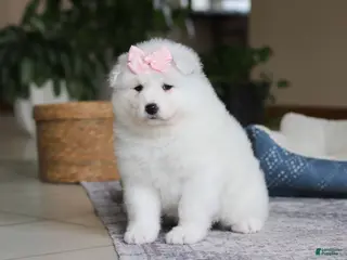Samoyed dogs June - Ad 5
