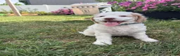 Mini Goldendoodle dogs for sale: Aphrodite - Ad 9