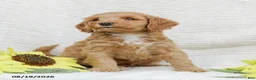 Mini Goldendoodle dogs for sale: Lavon - Ad 10