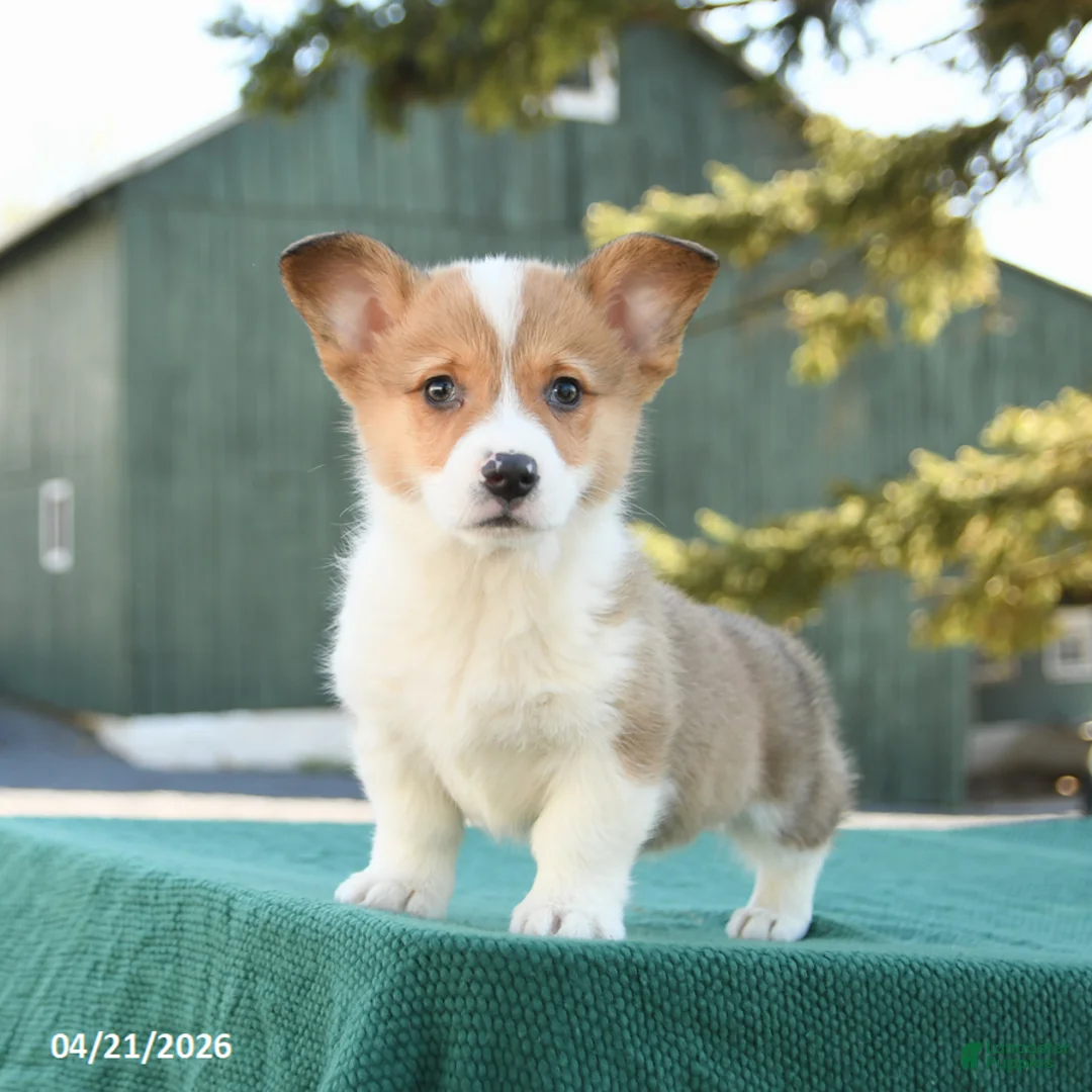 Welsh Corgi Pembroke dogs for sale: Scooter - Ad 2