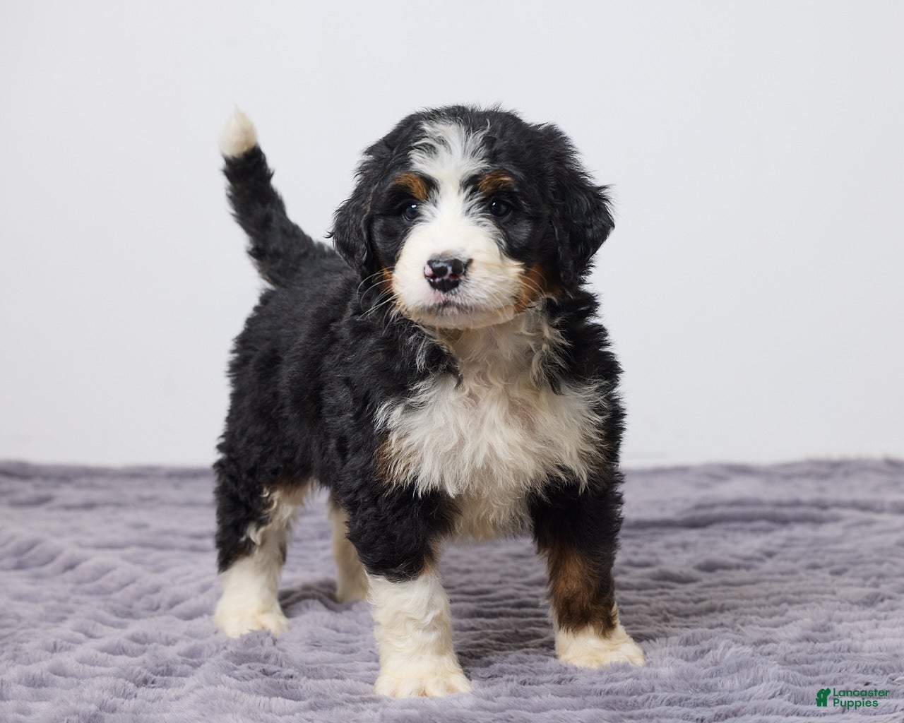 Bernedoodle dogs Kenton - Ad 2
