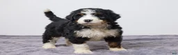 Bernedoodle dogs for sale: Kenton - Ad 2