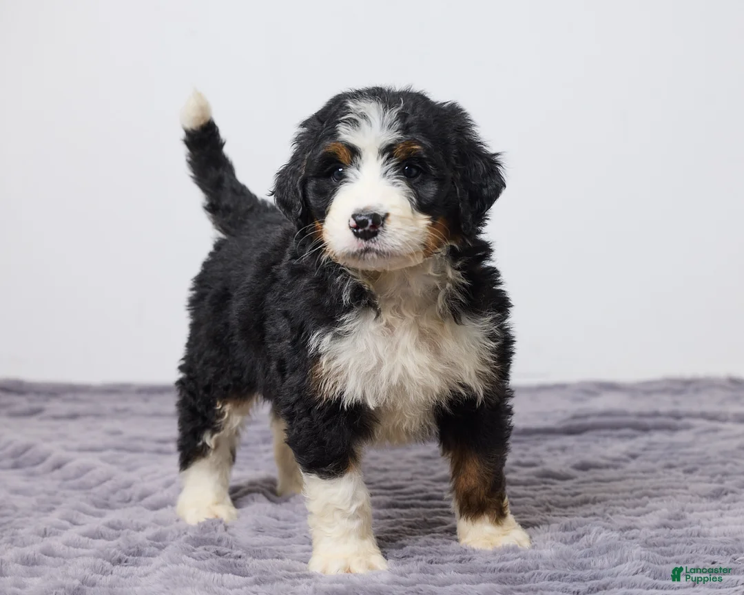 Bernedoodle dogs for sale: Kenton - Ad 2