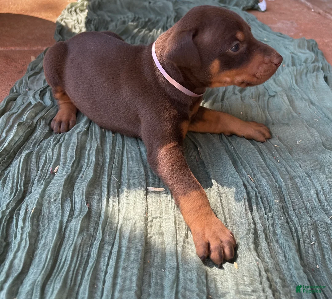 Doberman Pinscher dogs for sale: Doberman Pinscher Puppy 2 - Ad 3