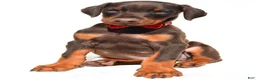 Doberman Pinscher dogs for sale: Bruno - Ad 7