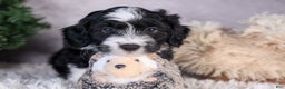 Mini Aussiedoodle dogs for sale: Payday - Ad 12