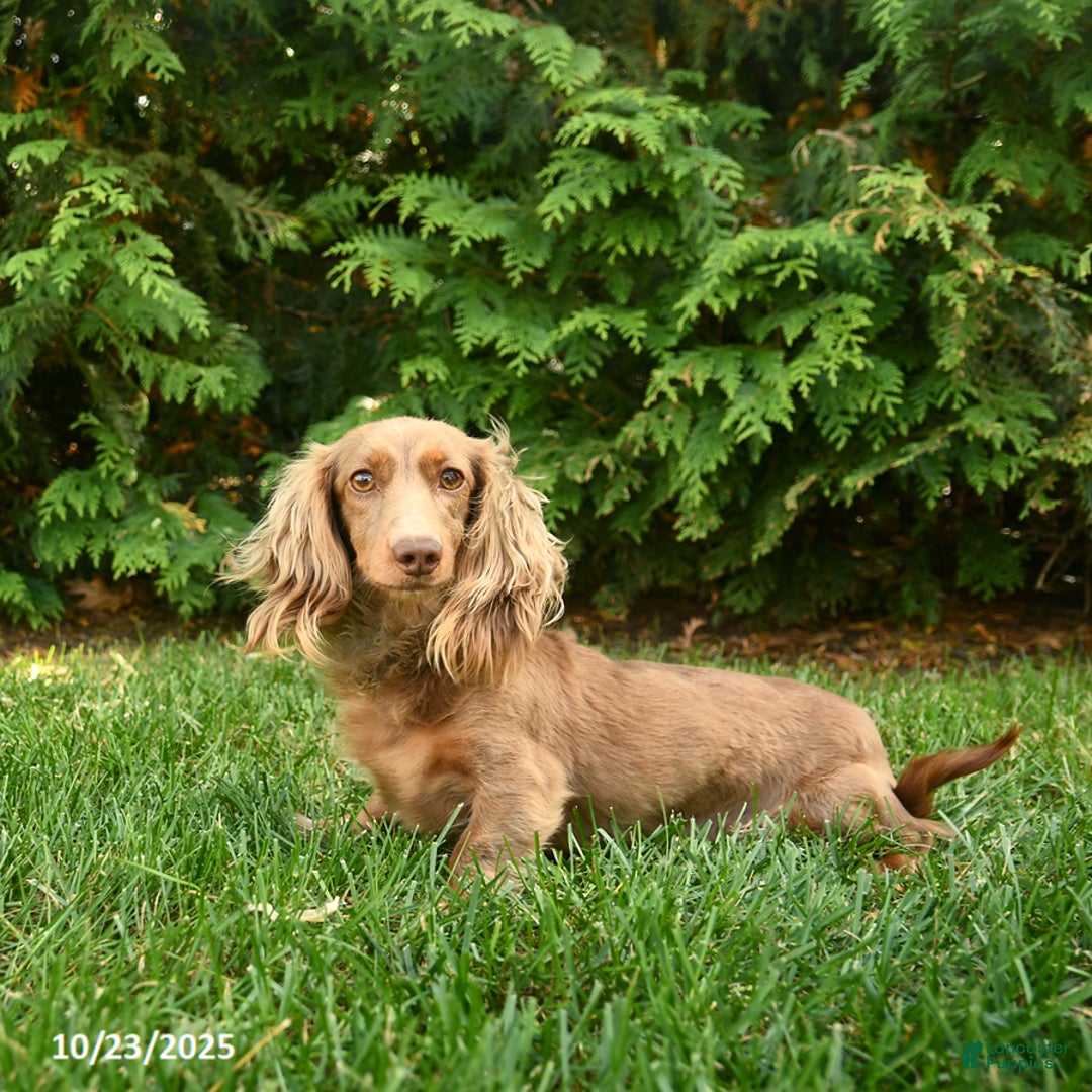 Miniature Dachshund dogs for sale: Midnight - Ad 6