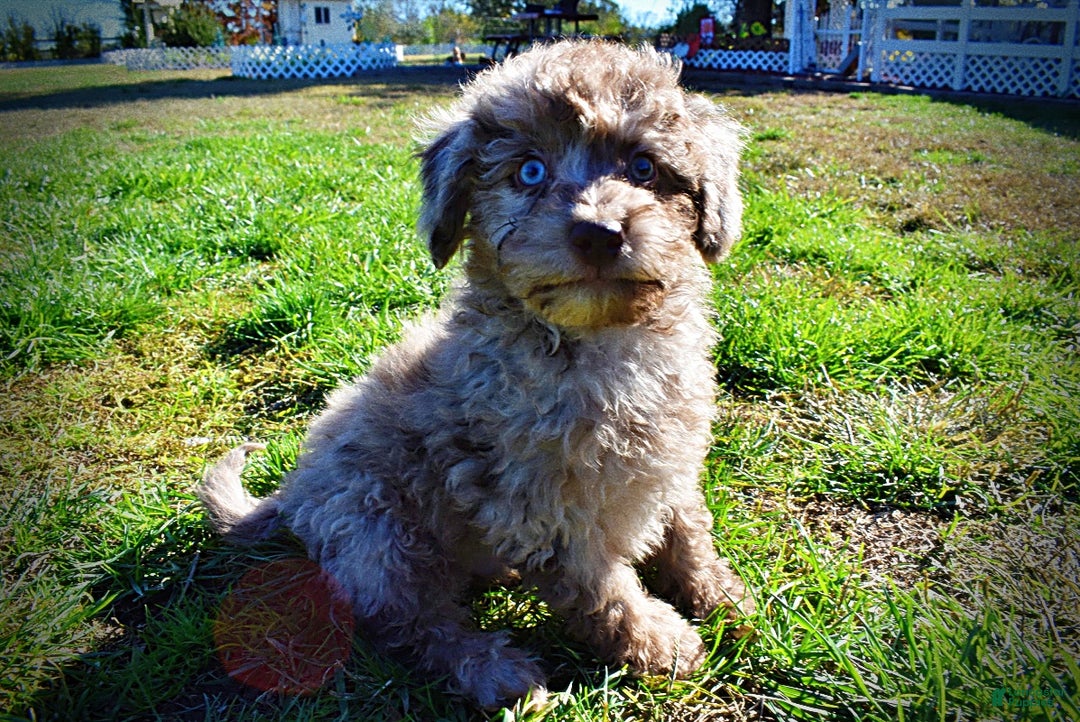 Havapoo dogs for sale: Indy - Ad 18