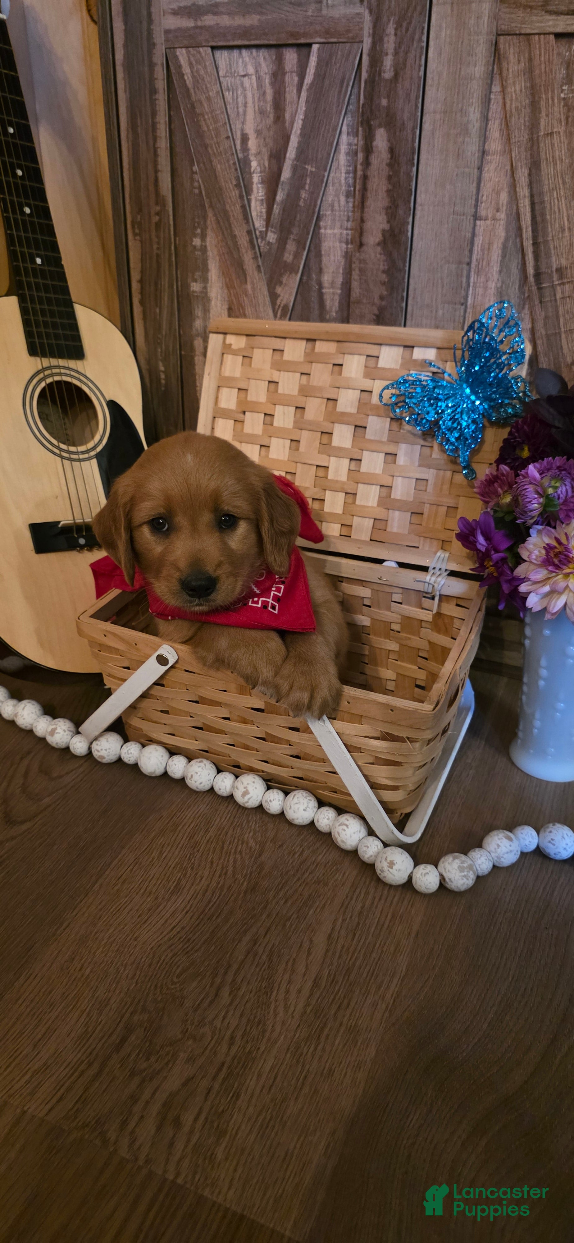 Golden Retriever dogs  Cooper  - Ad 2