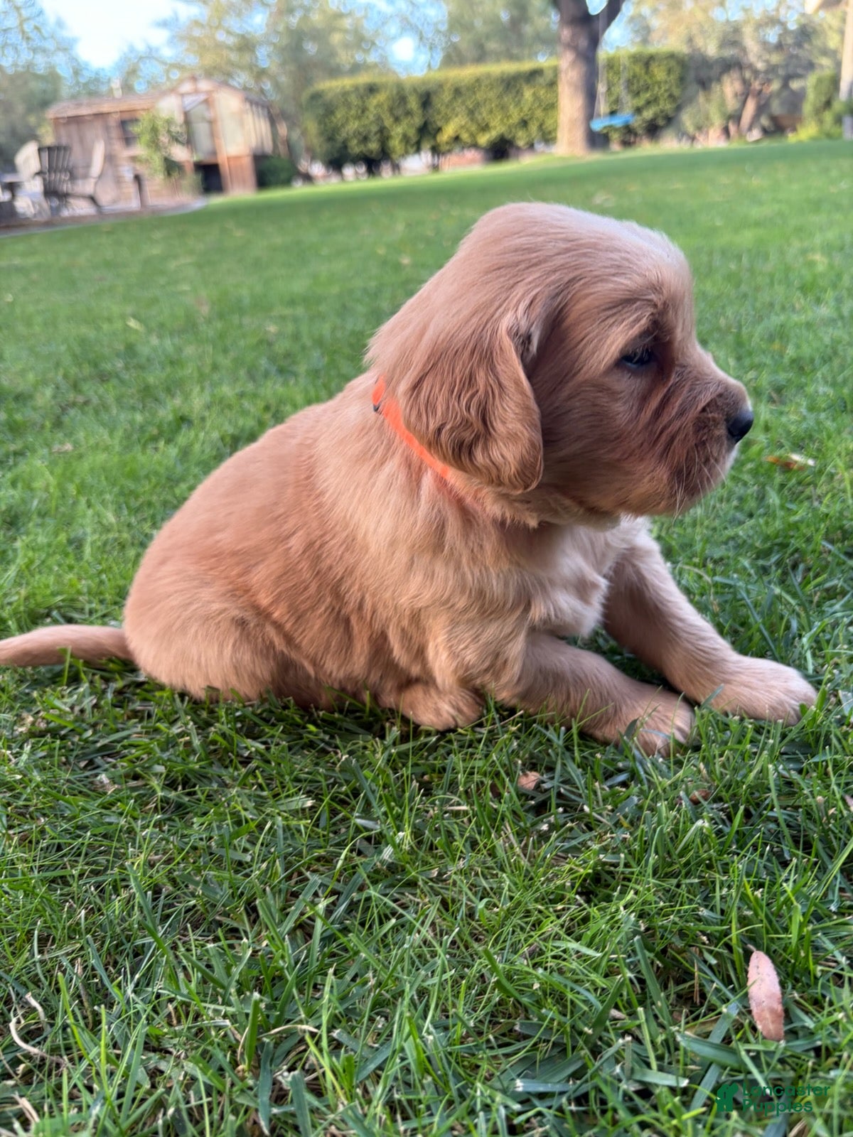 Golden Retriever dogs for sale: Orange Boy Ranger - Ad 2