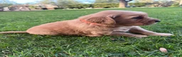 Golden Retriever dogs for sale: Orange Boy Ranger - Ad 1