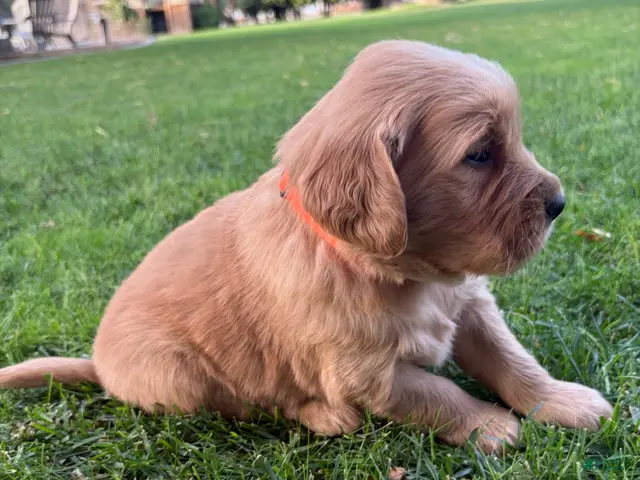 Golden Retriever dogs for sale: Orange Boy Ranger - Ad 2