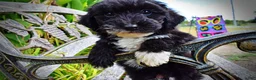 Havapoo dogs for sale: Kudos - Ad 4