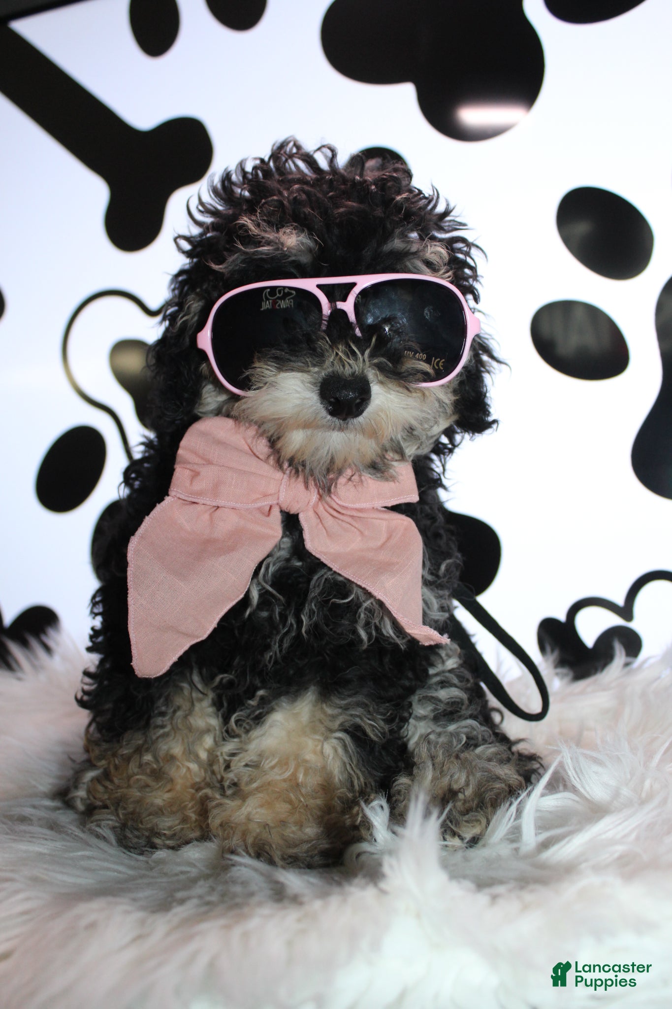 Miniature Poodle dogs AKC Stella - Ad 2