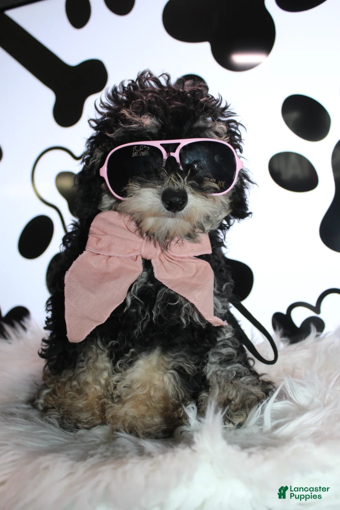 Miniature Poodle dogs for sale: AKC Stella - Ad 2