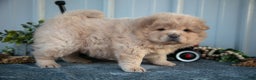 Chow Chow dogs for sale: Chanel - Ad 2
