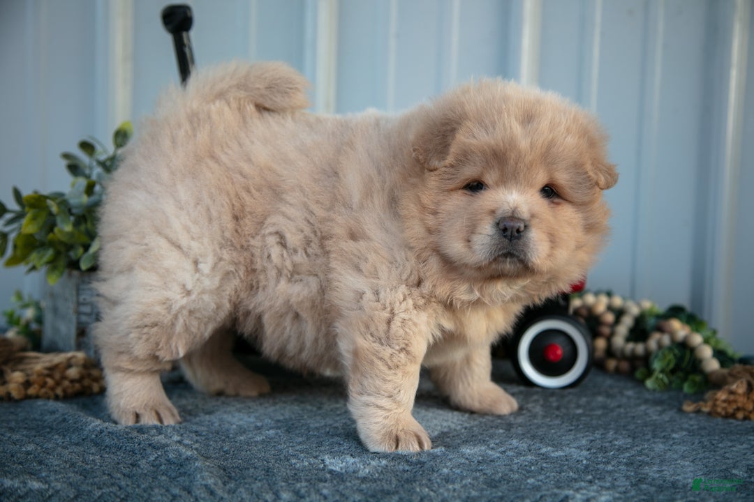 Chow Chow dogs for sale: Chanel - Ad 2