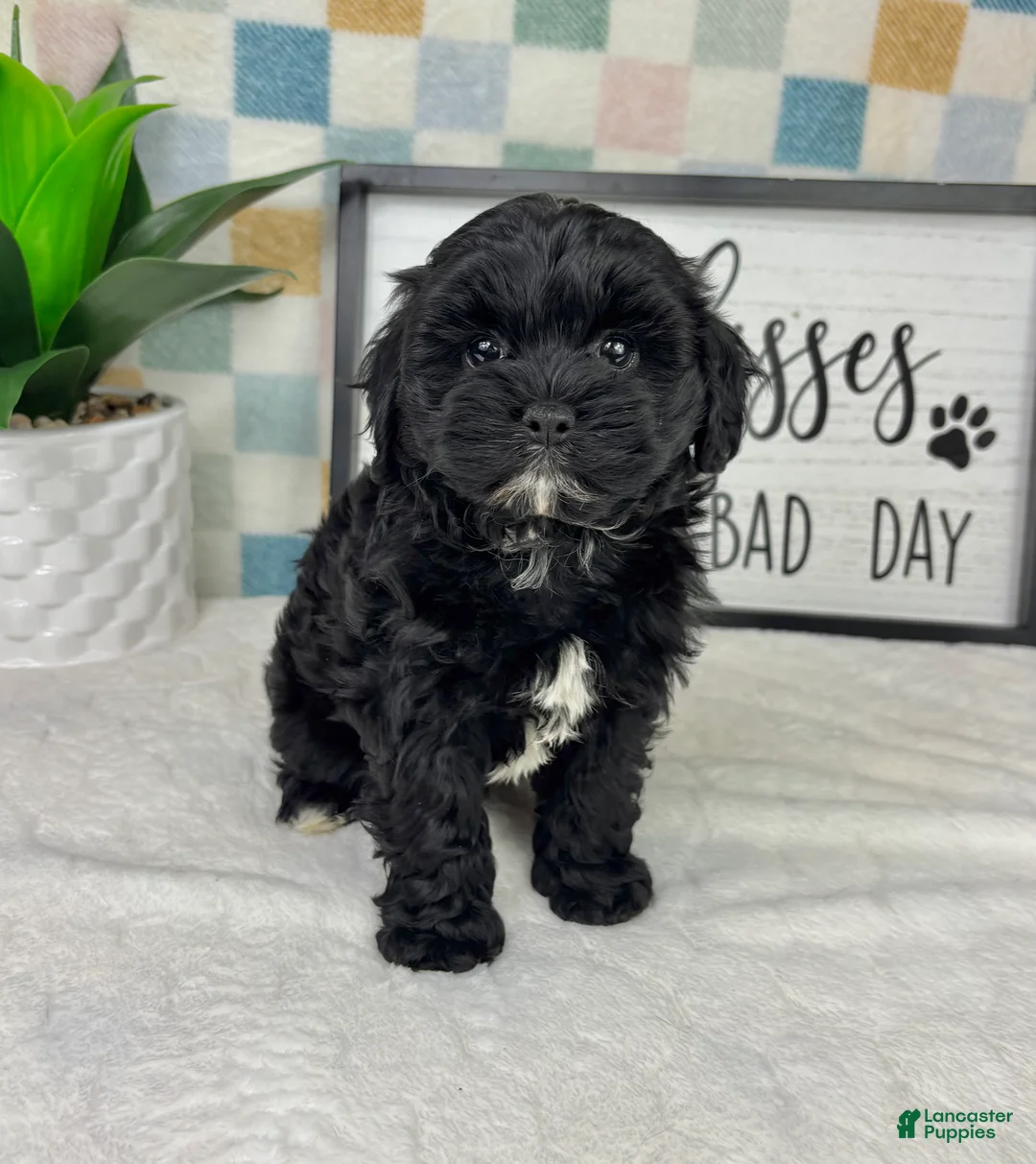 Cavapoo dogs for sale: Callen - Ad 2