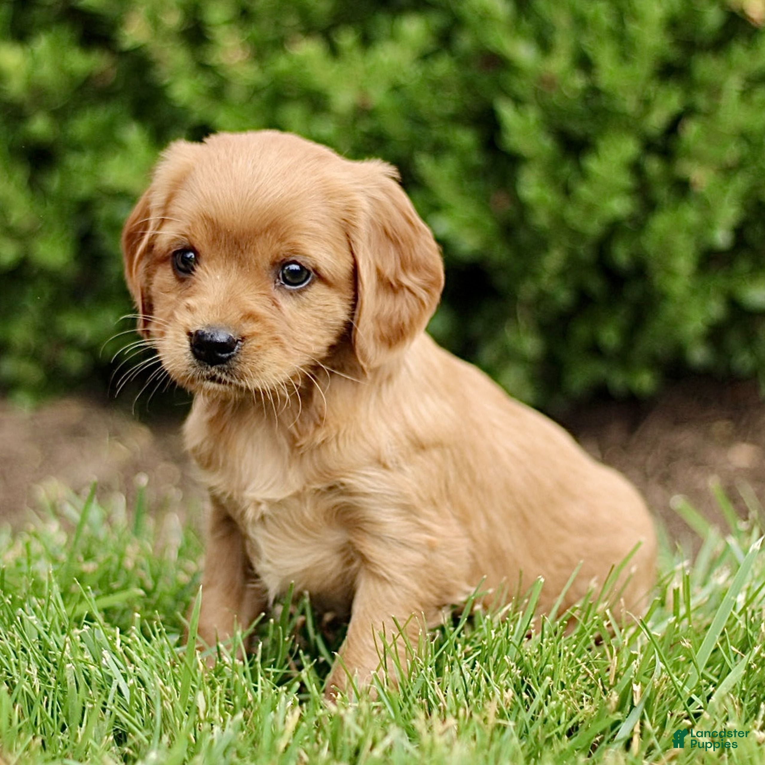 Miniature Golden Retriever dogs Tina  - Ad 1