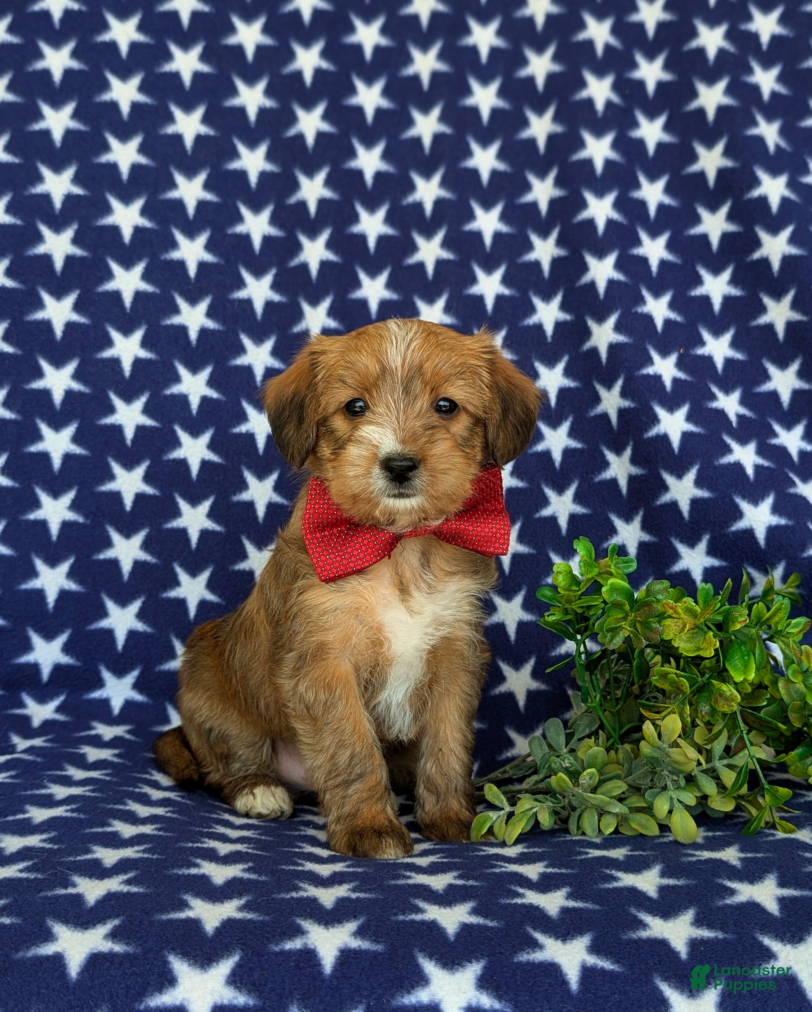 Shorkie dogs Luke Hypoallergenic - Ad 2