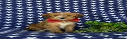 Shorkie dogs for sale: Luke Hypoallergenic - Ad 2