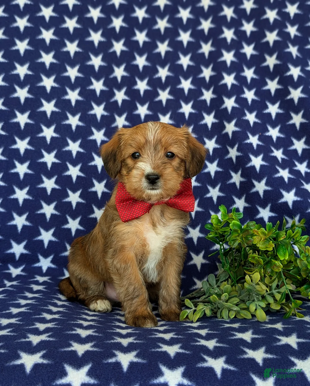 Shorkie dogs for sale: Luke Hypoallergenic - Ad 2