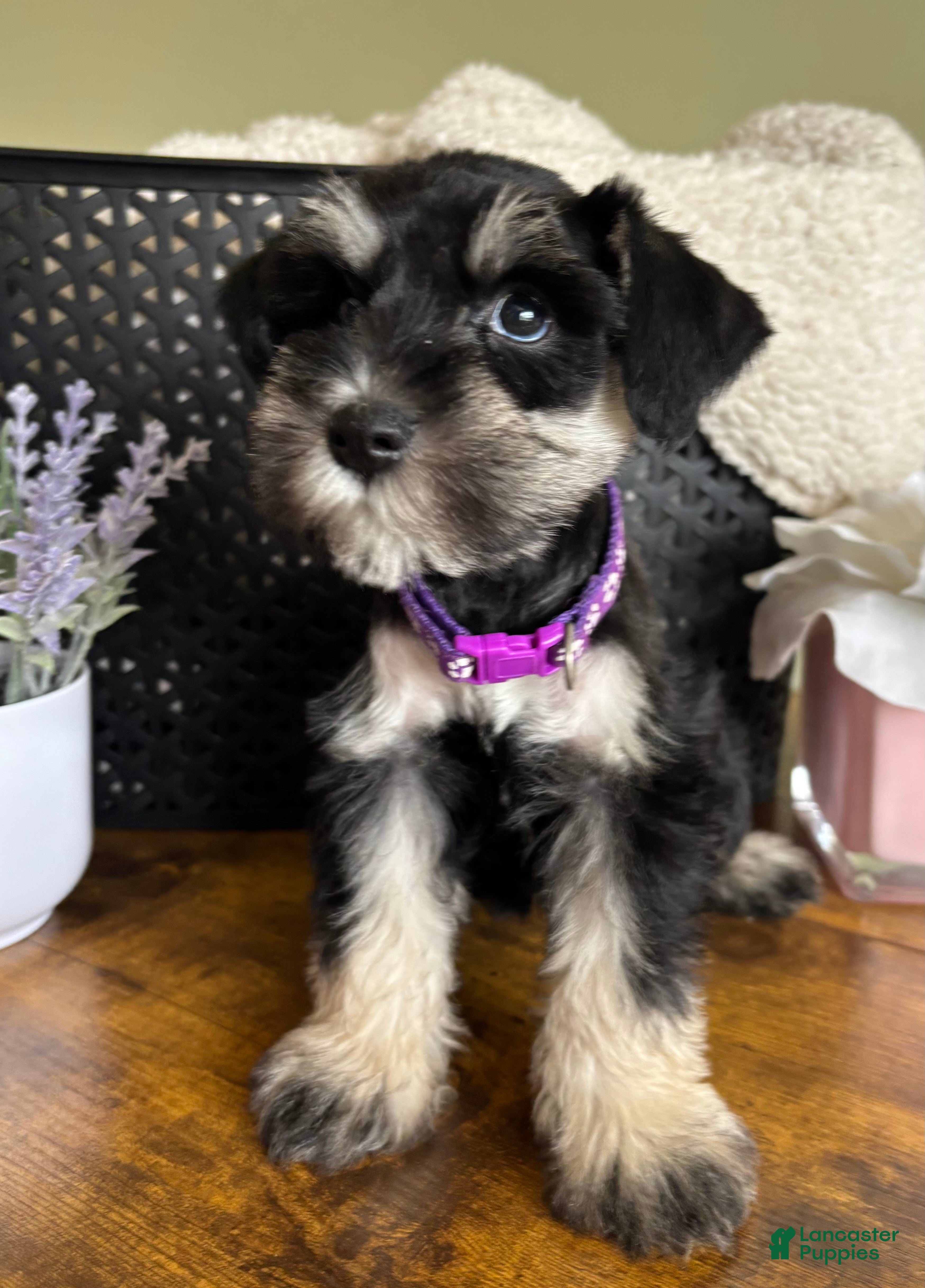 Miniature Schnauzer dogs Rosie - Ad 2