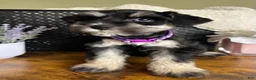Miniature Schnauzer dogs for sale: Rosie - Ad 2