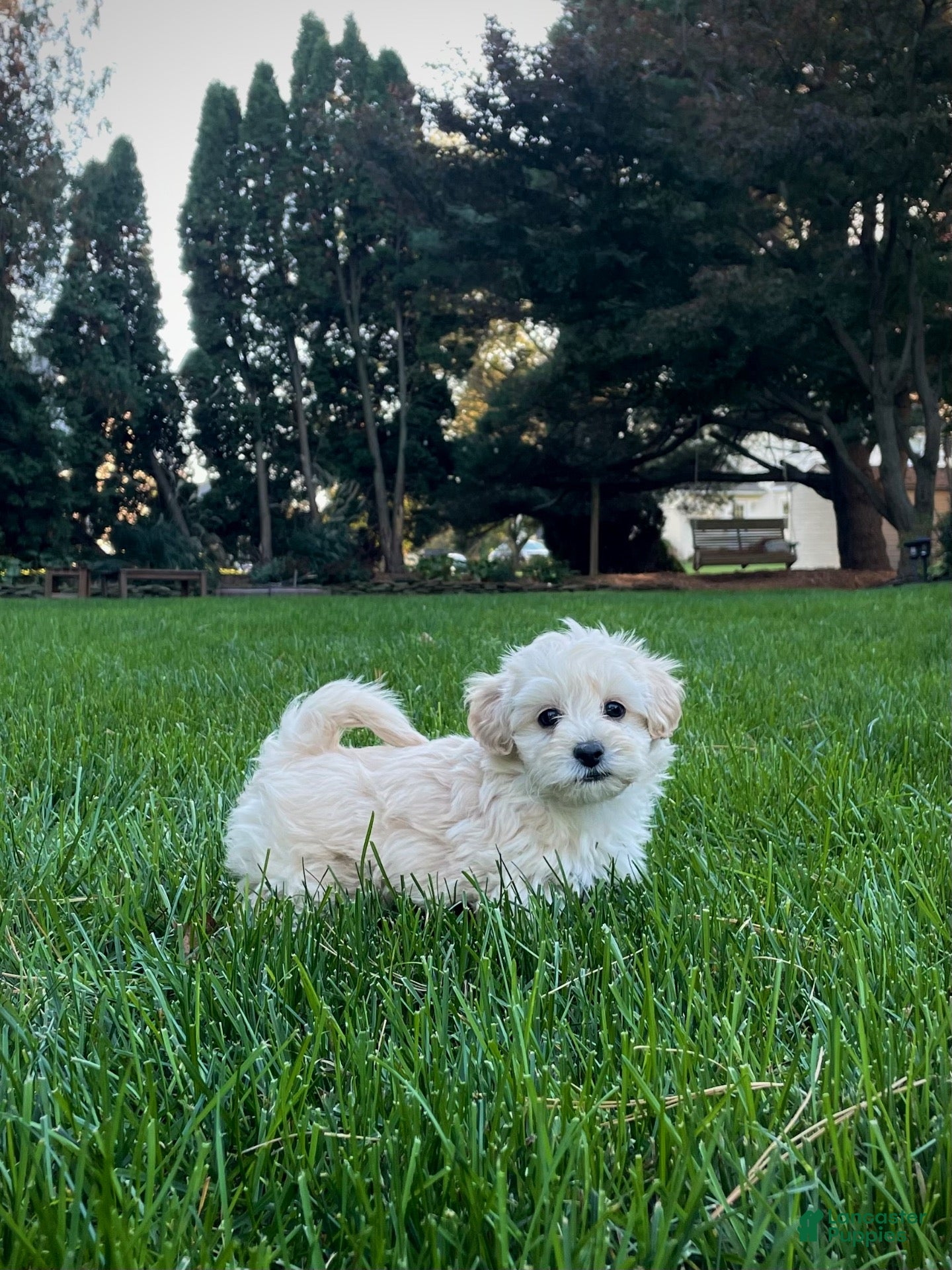 Maltipoo dogs for sale: Tucker  - Ad 2