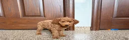 Cockapoo dogs for sale: Cockapoo female 2 - Ad 9