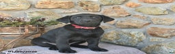 Labrador Retriever dogs for sale: Jordan  - Ad 3