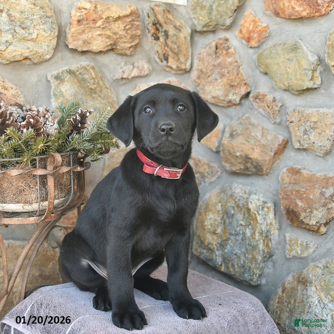 Labrador Retriever dogs for sale: Jordan  - Ad 3