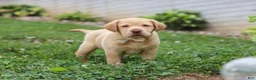 Labrador Retriever dogs for sale: Flora - Ad 6