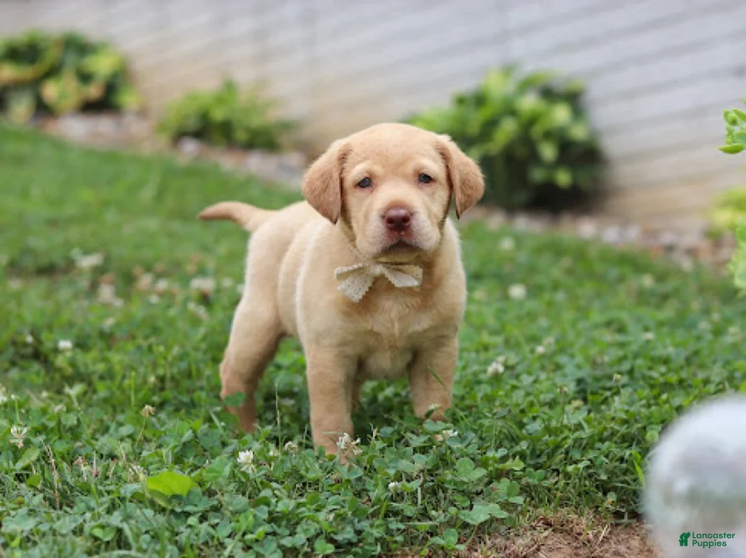 Labrador Retriever dogs for sale: Flora - Ad 6