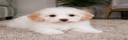 Maltipoo dogs for sale: Daisy - Ad 6
