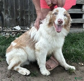 Australian Shepherd dogs for sale: Australian Shepherd 4 - Ad 2