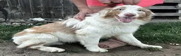 Australian Shepherd dogs for sale: Australian Shepherd 4 - Ad 2