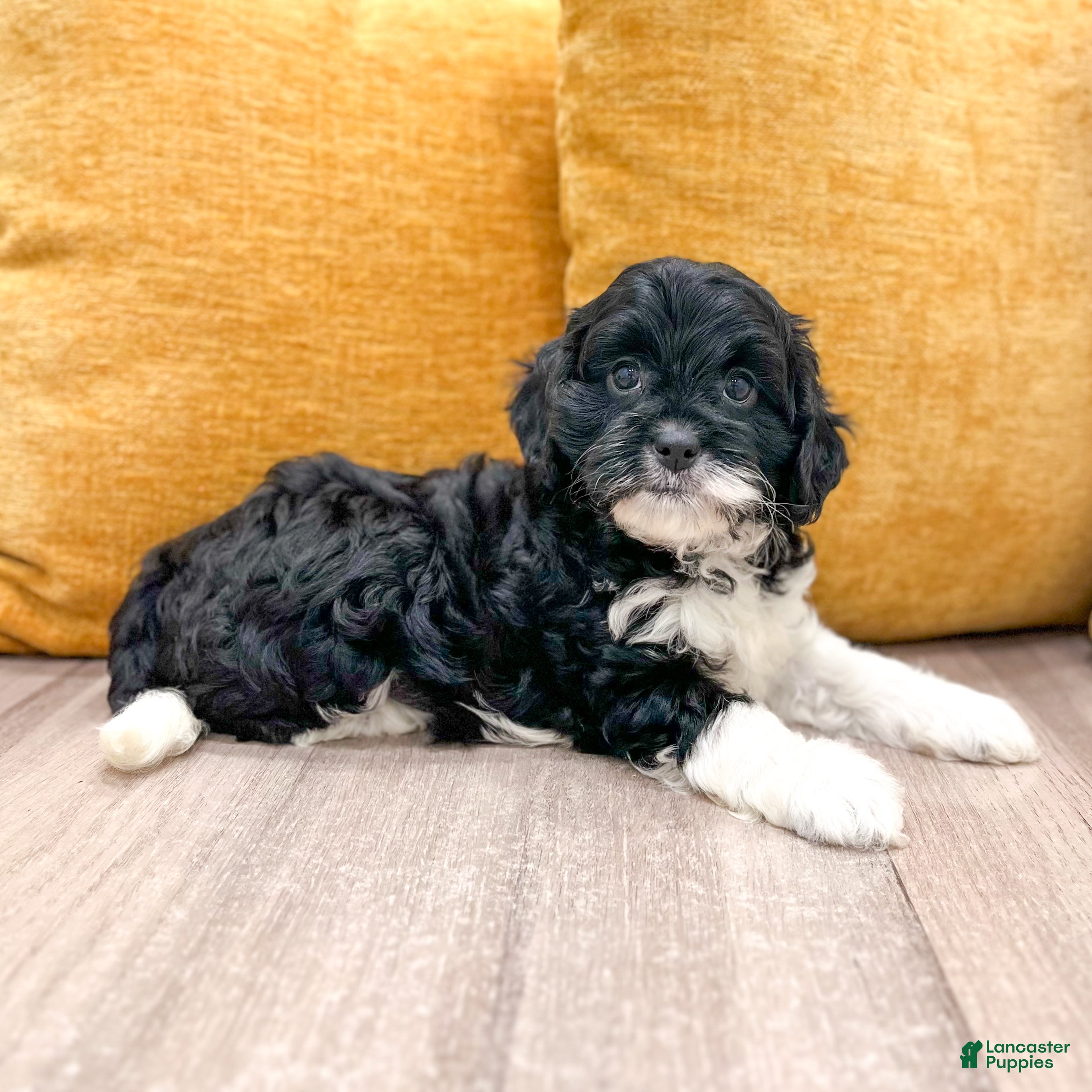 Cavapoo dogs Iris - Ad 2