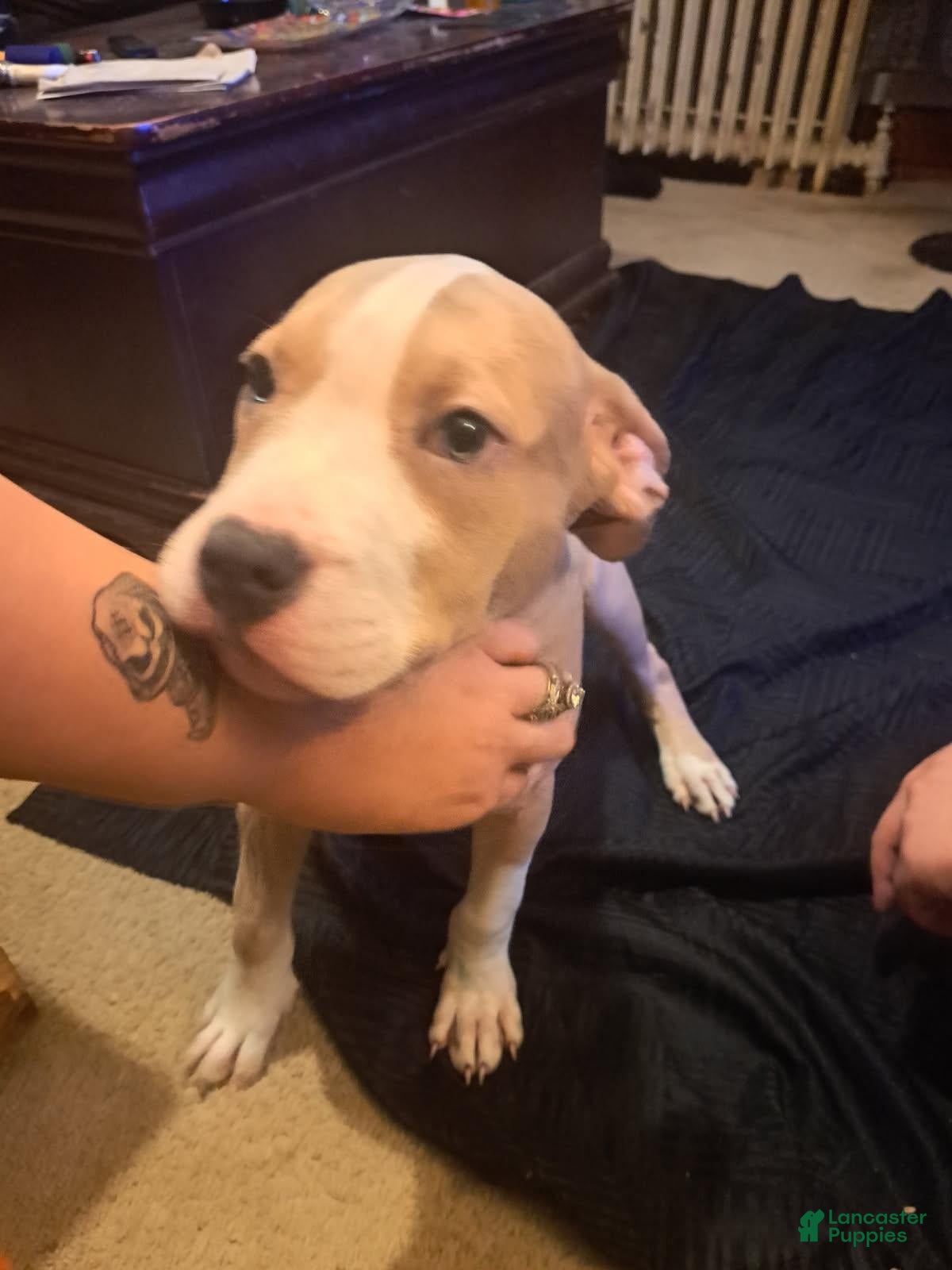 American Bully dogs American Bully Puppy 2 - Ad 39