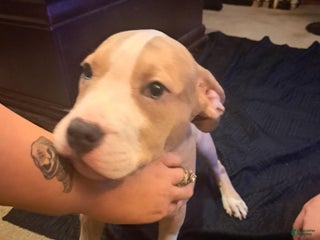 American Bully dogs American Bully Puppy 2 - Ad 20