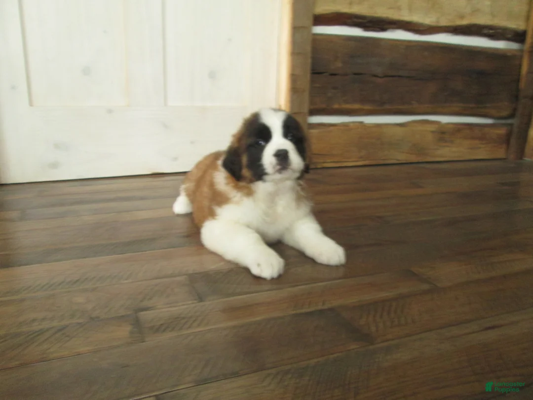 Saint Bernard dogs for sale: MISSY - Ad 3