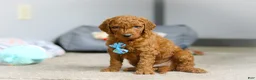 Goldendoodle dogs for sale: Teddy F1b - Ad 5