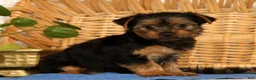 Yorkshire Terrier dogs for sale: Violet - Ad 3