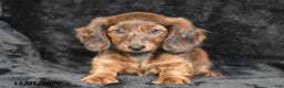 Dachshund dogs for sale: Shawn - Ad 4