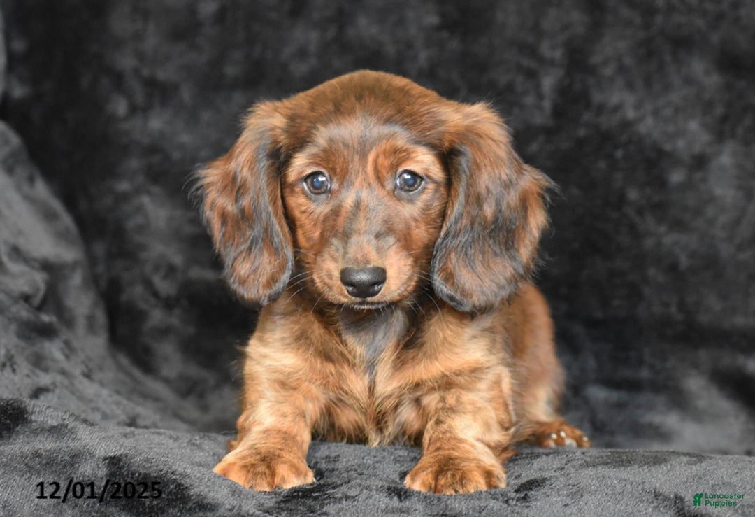 Dachshund dogs for sale: Shawn - Ad 4