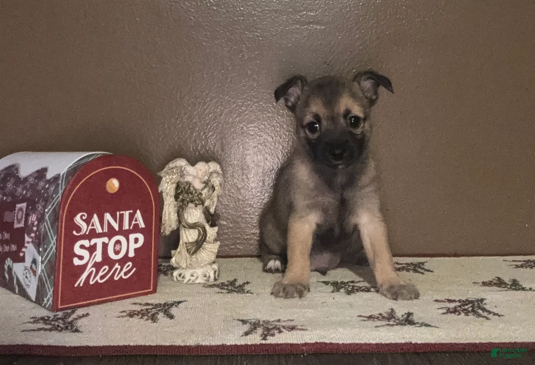 Chihuahua dogs for sale: Chihuahua Puppy 1 - Ad 26