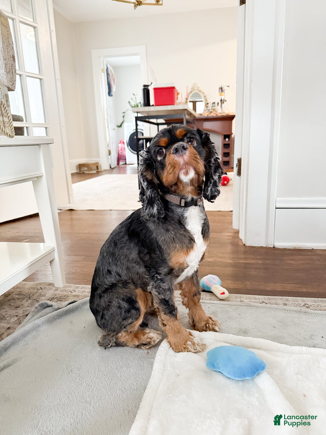 Cocker Spaniel dogs for sale: Teddy - Ad 17