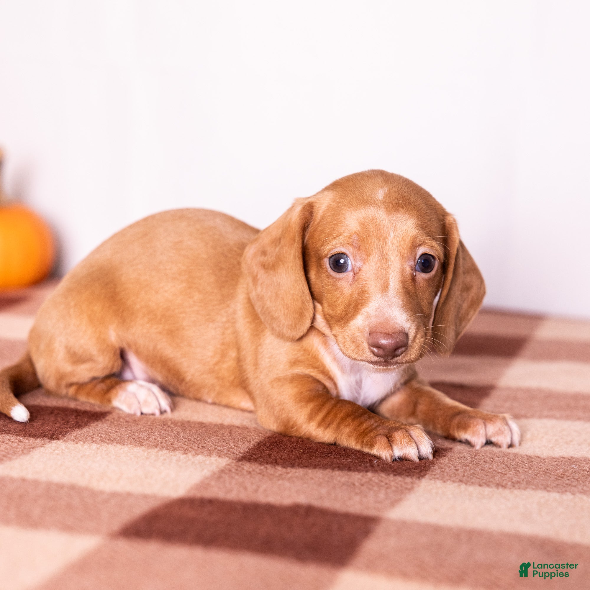 Miniature Dachshund dogs Clifford - Ad 2