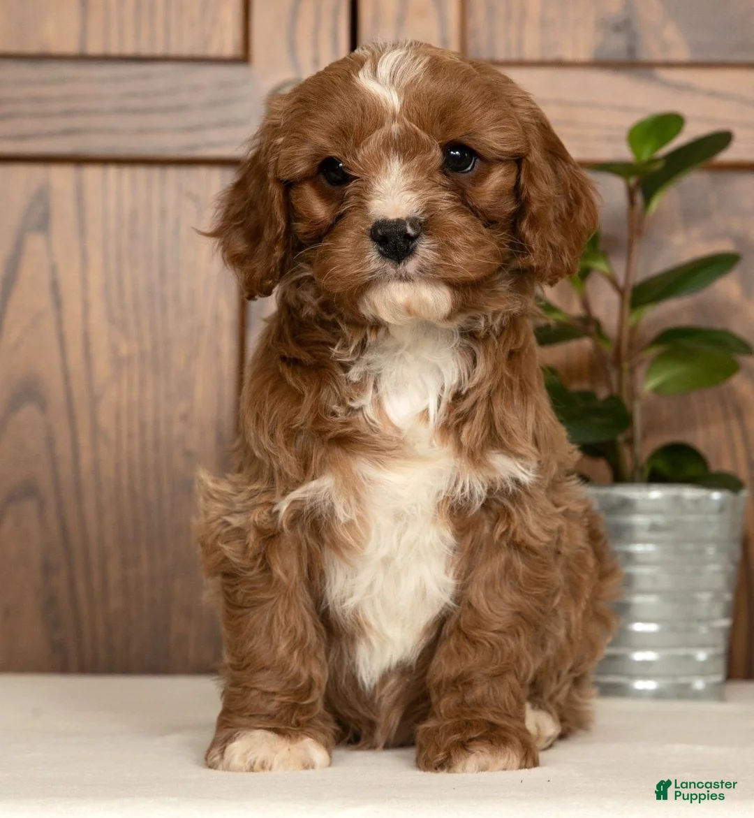 Cavapoo dogs for sale: Max - Ad 3